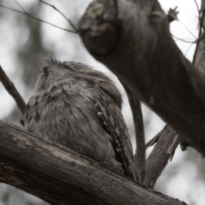 Podargus strigoides at Acton, ACT - 5 Nov 2018