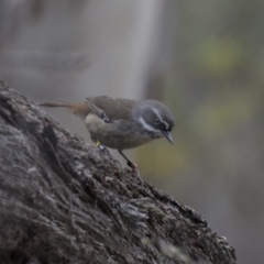 Sericornis frontalis (White-browed Scrubwren) at Acton, ACT - 4 Nov 2018 by Alison Milton