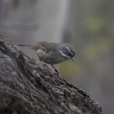 Sericornis frontalis (White-browed Scrubwren) at ANBG - 4 Nov 2018 by Alison Milton