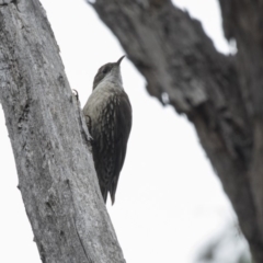 Cormobates leucophaea (White-throated Treecreeper) at Acton, ACT - 5 Nov 2018 by AlisonMilton