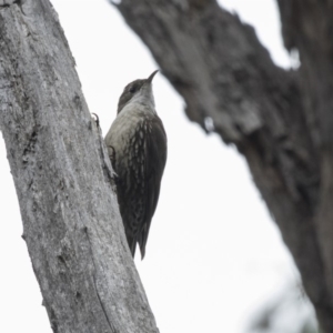 Cormobates leucophaea at Acton, ACT - 5 Nov 2018 10:02 AM