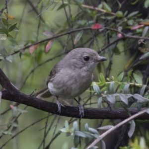 Pachycephala pectoralis at Acton, ACT - 5 Nov 2018 10:28 AM