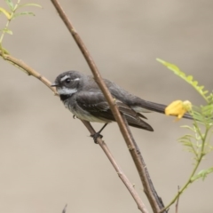 Rhipidura albiscapa (Grey Fantail) at Acton, ACT - 5 Nov 2018 by Alison Milton