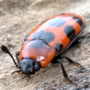 Episcaphula australis at Acton, ACT - 5 Nov 2018