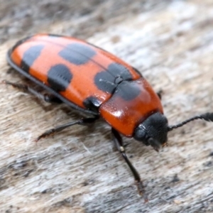 Episcaphula australis at Acton, ACT - 5 Nov 2018