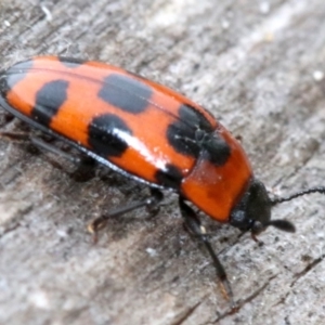 Episcaphula australis at Acton, ACT - 5 Nov 2018