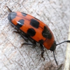 Episcaphula australis at Acton, ACT - 5 Nov 2018 10:55 AM