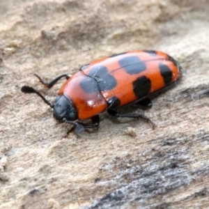 Episcaphula australis at Acton, ACT - 5 Nov 2018 10:55 AM