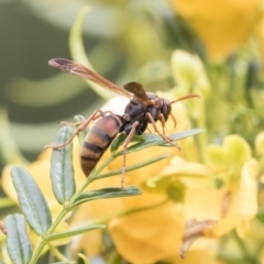 Polistes (Polistella) humilis (Common Paper Wasp) at Acton, ACT - 5 Nov 2018 by AlisonMilton