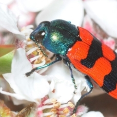 Castiarina crenata (Jewel beetle) at Coree, ACT - 5 Nov 2018 by Harrisi