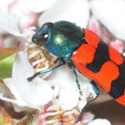 Castiarina crenata (Jewel beetle) at Cotter Reserve - 5 Nov 2018 by Harrisi