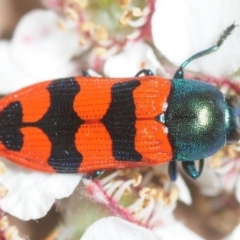 Castiarina crenata at Coree, ACT - 5 Nov 2018 07:27 PM