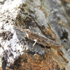 Coryphistes ruricola (Bark-mimicking Grasshopper) at Pine Island to Point Hut - 3 Nov 2018 by MatthewFrawley