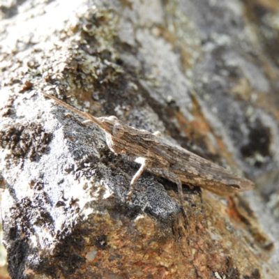 Coryphistes ruricola (Bark-mimicking Grasshopper) at Pine Island to Point Hut - 3 Nov 2018 by MatthewFrawley