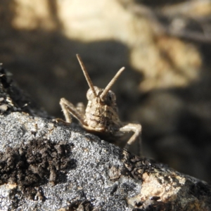 Coryphistes ruricola at Bonython, ACT - 4 Nov 2018 10:55 AM