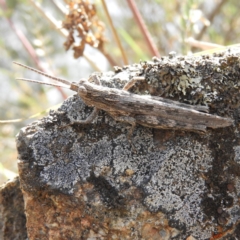 Coryphistes ruricola at Bonython, ACT - 4 Nov 2018 10:55 AM