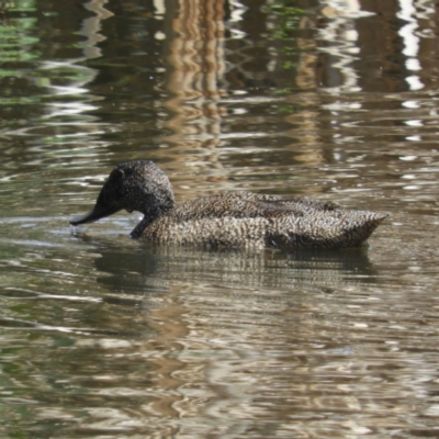 Stictonetta naevosa (Freckled Duck) at Jerrabomberra Wetlands - 4 Nov 2018 by MatthewFrawley