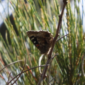 Ogyris amaryllis at Bonython, ACT - 4 Nov 2018