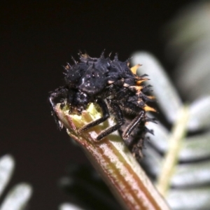 Harmonia conformis at Ainslie, ACT - 4 Nov 2018