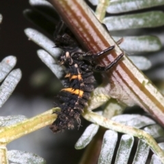 Harmonia conformis at Ainslie, ACT - 4 Nov 2018