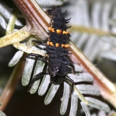 Harmonia conformis at Ainslie, ACT - 4 Nov 2018