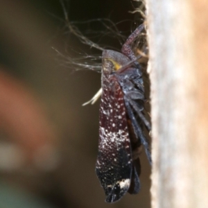 Platybrachys decemmacula at Campbell, ACT - 5 Nov 2018 12:37 PM