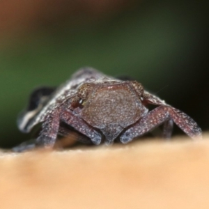 Platybrachys decemmacula at Campbell, ACT - 5 Nov 2018