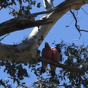 Eolophus roseicapilla at Hall, ACT - 3 Nov 2018 12:00 AM