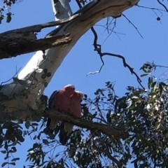 Eolophus roseicapilla at Hall, ACT - 3 Nov 2018