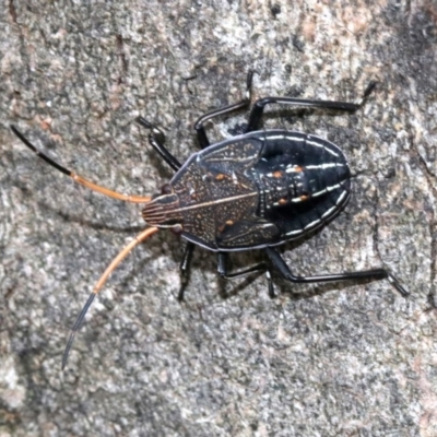 Theseus modestus (Gum tree shield bug) at Acton, ACT - 5 Nov 2018 by jb2602