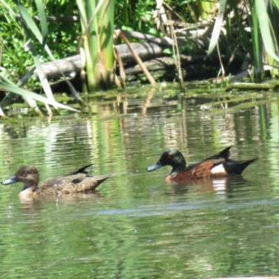 Anas castanea (Chestnut Teal) at Fyshwick, ACT - 30 Oct 2018 by KumikoCallaway