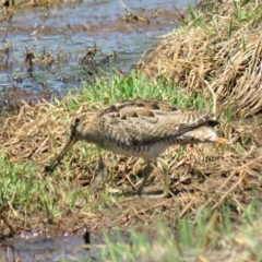 Gallinago hardwickii (Latham's Snipe) at Jerrabomberra Wetlands - 30 Oct 2018 by KumikoCallaway