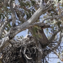 Falco berigora (Brown Falcon) at Michelago, NSW - 4 Nov 2018 by Illilanga