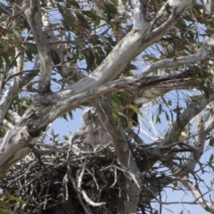 Falco berigora at Michelago, NSW - 4 Nov 2018