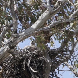 Falco berigora at Michelago, NSW - 4 Nov 2018