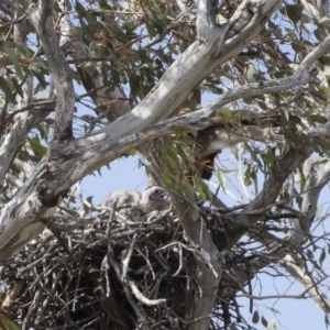 Falco berigora at Michelago, NSW - 4 Nov 2018