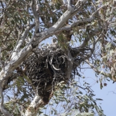 Falco berigora at Michelago, NSW - 4 Nov 2018