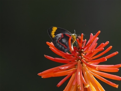 Delias nigrina (Black Jezebel) - 9 Jun 2018 by vivdavo