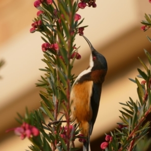 Acanthorhynchus tenuirostris at "Rivendell" Mimosa Park Road - 17 Aug 2018