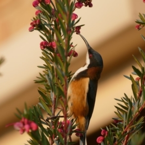 Acanthorhynchus tenuirostris at "Rivendell" Mimosa Park Road - 17 Aug 2018 03:49 PM