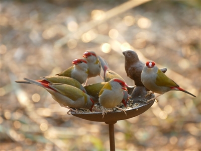 Neochmia temporalis (Red-browed Finch) at Undefined - 17 Aug 2018 by vivdavo