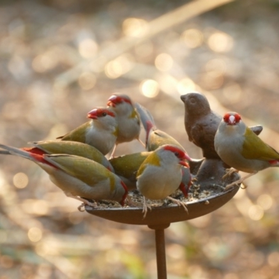 Neochmia temporalis (Red-browed Finch) - 17 Aug 2018 by vivdavo