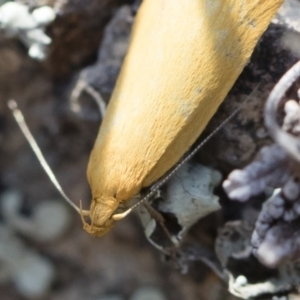 Eulechria electrodes at Michelago, NSW - 3 Nov 2018 10:47 AM