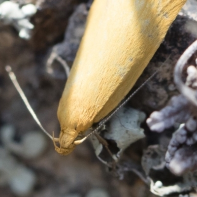 Eulechria electrodes (Yellow Eulechria Moth) at Michelago, NSW - 3 Nov 2018 by Illilanga