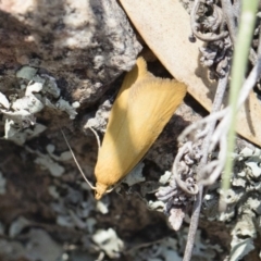 Eulechria electrodes at Michelago, NSW - 3 Nov 2018