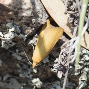 Eulechria electrodes at Michelago, NSW - 3 Nov 2018 10:47 AM