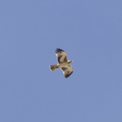 Hieraaetus morphnoides (Little Eagle) at Illilanga & Baroona - 4 Nov 2018 by Illilanga