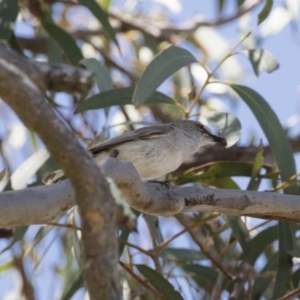 Gerygone fusca at Michelago, NSW - 29 Oct 2018