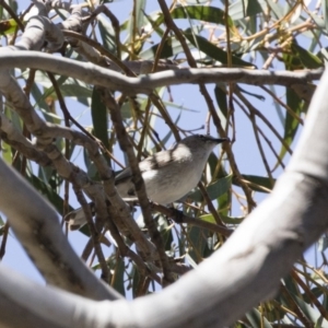 Gerygone fusca at Michelago, NSW - 29 Oct 2018