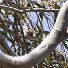 Gerygone fusca at Michelago, NSW - 29 Oct 2018 12:59 PM